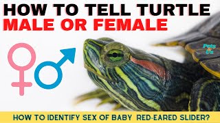 How to Differentiate Male and Female Red Eared Slider Turtles [upl. by Llain]