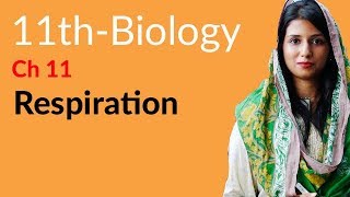 11th Class Biology Ch 11  Define Respiration  FSc Part 1 Biology [upl. by Lawtun]