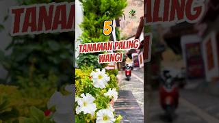 5 Tanaman dengan Aroma Paling Wangi [upl. by Mhoj959]