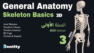 مقدمة في تشريح الهيكل العظمي بالكامل  Skeleton Anatomy Overview  3 [upl. by Nooj]