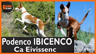 ✨Podenco Ibicenco EN ACCIÓN Origen Ibizapodenco [upl. by Atterehs]