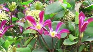 Clematis texensis [upl. by Namsu]