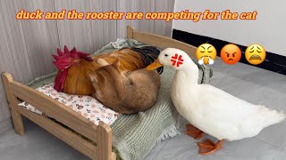 Makes you laugh nonstop🤣The rooster and the duck are competing to sleep with the catFunny cute [upl. by Chesna]