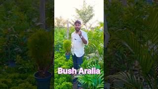 Bush Aralia amp Hybrid Aralia Show plant shorts indoorplants sell garden youtubeshorts viral [upl. by Boj710]