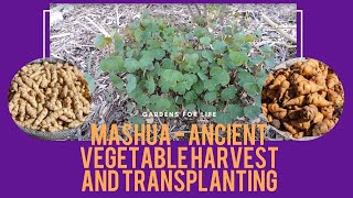 Mashua  Ancient Vegetable Harvest and Transplanting [upl. by Nimoynib]