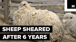 Sheep Finally Sheared After 6 Years of Being Lost in the Wilderness [upl. by Rene]