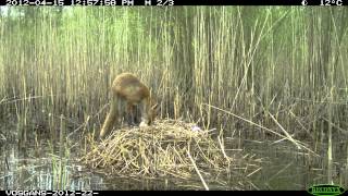 Goose nest robbed by fox [upl. by Aires]