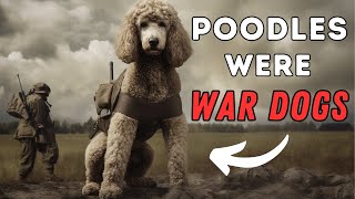 Poodle Facts 10 Interesting Things You Didnt Know [upl. by Nyladam]