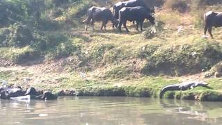 Crocodiles of Vadodara  Vishwamitri [upl. by Notnats]