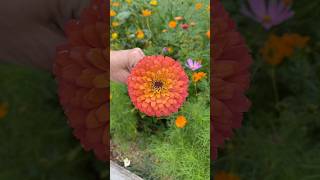 Zinnia Flowers Vibrant Easy and PollinatorFriendly Blooms [upl. by Nort284]