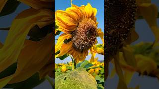 sunflower sunflowers sunflowerfield sunflower festival [upl. by Norym606]