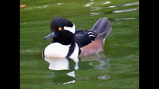 HOODED MERGANSER [upl. by Vastah]