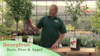 Uitleg over onze patio fruitbomen door onze tuinplantenwinkel specialist [upl. by Aliled]