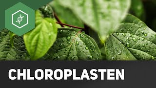 Chloroplasten  einfach erklärt [upl. by Raynah]