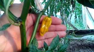 Ghost chili pepper  Naga Bhut Jolokia  Part 3 [upl. by Pierce]