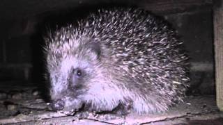 How To Attract Hedgehogs To Your Garden [upl. by Hauser924]