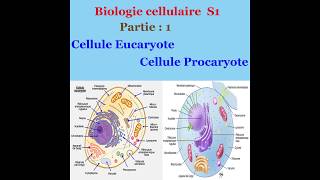 Biologie cellulaire partie 1 Cellule Eucaryote et cellule Procaryote [upl. by Tereb]