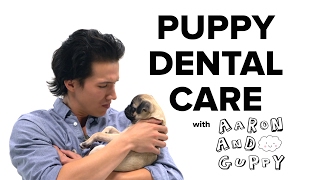 PetSmart Puppy Training Dental Care [upl. by Lledo975]