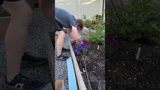 How to AVOID Watering Your Garden by Hand [upl. by Sanburn]