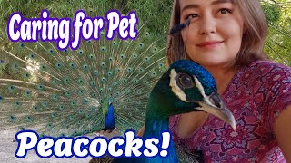 Peacock Care Everything You Need to Know About Peafowl [upl. by Tomasina]