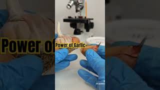 GARLIC VS BACTERIA UNDER MICROSCOPE shorts garlic amazing facts [upl. by Yrral182]