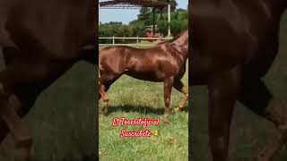 El Potro Lobo Gateado Que Chulada caballos caballosbailadores caballo fypシ viral usa mx fy [upl. by Floyd]