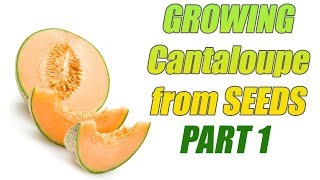 How To Grow Cantaloupe From Seeds Part 1 [upl. by Eatnahc]