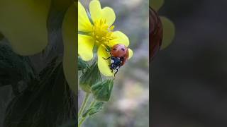 Ladybugs Have a Killer Secre viralshotsviralshortstrending birds shortvideos animals [upl. by Conlin]