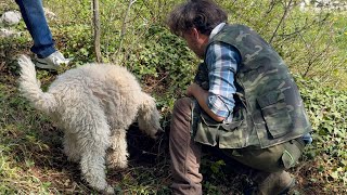 Italian Truffle Dog Experience  Verona Italy [upl. by Adle153]