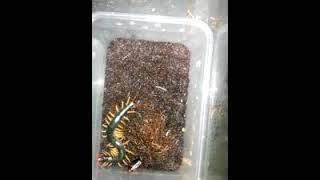 Scolopendra subspinipes feeding [upl. by Zednanreh]