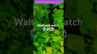 GYMPIE GYMPIE WORLD DANGEROUS PLANT youtubeshorts facts youtubefeed [upl. by Fransis123]