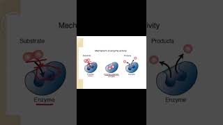 Mechanism of Enzymes  Class 9 Biology education enzymes viralvideo shorts shortvideo [upl. by Bein228]