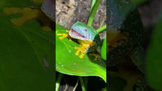 IS THIS THE MOST BEAUTIFUL FROG IN THE WORLD Fringed Leaf Frog Feeding shorts [upl. by Hareema]