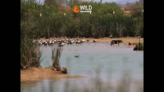 لقاء كلبة 🐕وجرويها 🐶🐶مع عدد كبير من اللقالق البيضاء berkane barrage morocco wild ciconia dog [upl. by Esnahc]