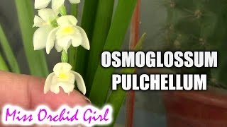 First blooms on Osmoglossum pulchellum Orchid [upl. by Acsisnarf]