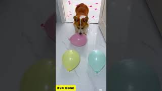 Dog balloon bursting game [upl. by Akehsar]