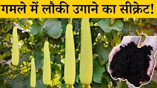 एक बार मेरे तरीके से छत पर लगाए लौकी दिन दुगनी रात चौगुनी लौकी आएगी  How To Grow Bottle GourdLoki [upl. by Malchus]