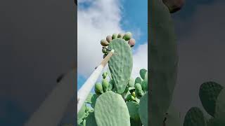 Prickly Pear Opuntia humifusa [upl. by Flam]