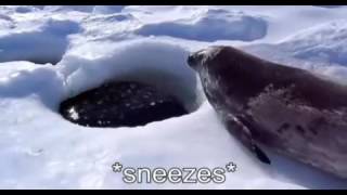 Captioned Seal Sea Doggo [upl. by Yelrebmyk]