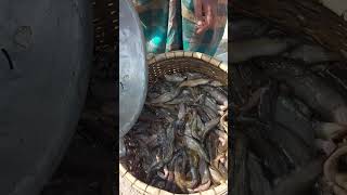 Lotof catfish shortvideo trending fish [upl. by Lleznod]