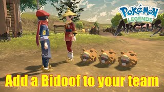 Pokemon Legends Arceus All Bidoof Locations [upl. by Crotty7]