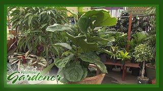 Indoor Plant Trends  Volunteer Gardener [upl. by Eninotna822]