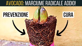 SALVA il tuo Avocado 🥑 Come Prevenire e Curare il Marciume Radicale in Pochi Semplici Passi 🌱 [upl. by Hgielsa]