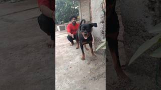 Friends why do some people cut the dogs tail🐕Rottweilerfemalerottweilershortsanimalspets [upl. by Snook343]