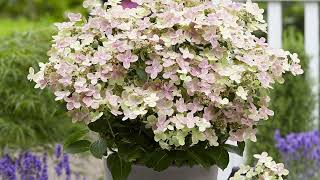 Hydrangea Early Evolution  The Worlds Earliest Flowering Panicle Hydrangea [upl. by Monie]