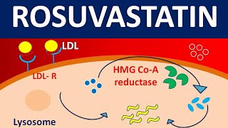 Rosuvastatin crestor  Mechanism side effects precautions amp uses [upl. by Dragelin]