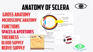 Anatomy of sclera [upl. by Atiken387]