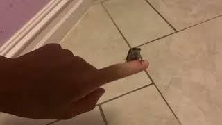 Neotibicen pruinosus calling on my finger [upl. by Ainoyek828]