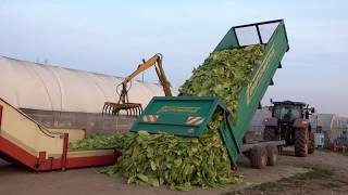 Tobacco Growing and Harvesting in Italy  Coltivazione e raccolta del tabacco in Italia [upl. by Battat997]