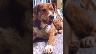 Dogs barking sounds for dogtrend09kviralshorts [upl. by Karoly787]